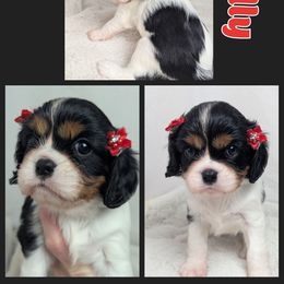 Holly - Tri-color female Cavalier King Charles Spaniel puppy in Seymour, Missouri from Painted Blessing's AKC Cavaliers LLC