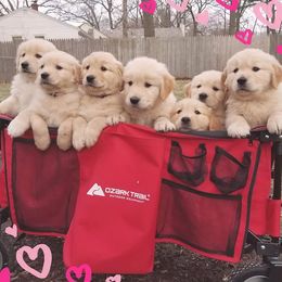 Golden Retriever Puppies from Geronimo Golden Retrievers