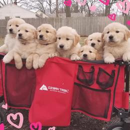Golden Retriever Puppies from Geronimo Golden Retrievers