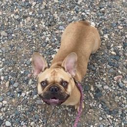 sophie - French Bulldog