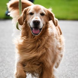 Golden Retrievers from Gwen Sieben's Golden Retrievers