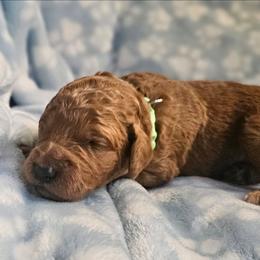 MUFFIN - Apricot male Goldendoodle puppy in Harris County, Texas from Cute & Curly Doodles