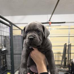 Coco (Comet) - Gray female Cane Corso puppy in Utah from 3Lake Kennelz