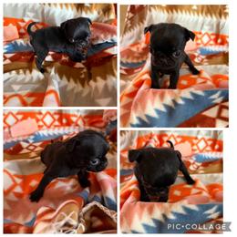 Runt - Black male Pug puppy in Trenton, Tennessee from Brenda's Puppies