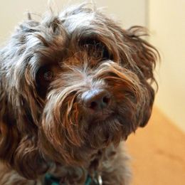 Lilly - Labradoodle