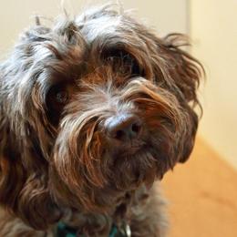 Lilly - Labradoodle