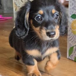 Black tan - Black and tan female Dachshund puppy in Ashford, Alabama from Circle City Dachshunds