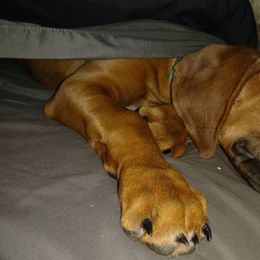 Rhodesian Ridgeback Puppies from Fawn Millette