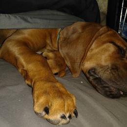 Rhodesian Ridgeback Puppies from Fawn Millette