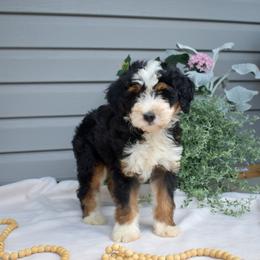 Willow - Tri-color female Bernedoodle puppy in Honey Brook, Pennsylvania from Green Ridge Puppies