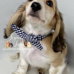 Dachshund Puppies from Legacy Lane Dachshunds
