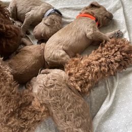 Poodle Puppies from Renders Poodles