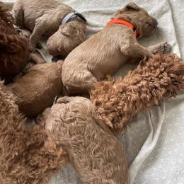 Poodle Puppies from Renders Poodles