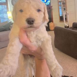 Louis - Cream male Goldendoodle puppy in Red Oak, Iowa from Fisher Pups-Stay Golden with a Doodle