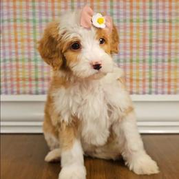Lumi - Tri-color female Bernedoodle puppy in Russell Springs, Kentucky from 270 Doodles