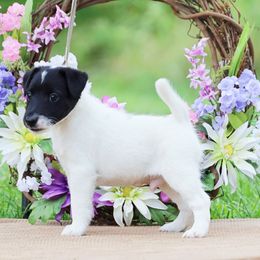 Smooth Fox Terrier and Whippet Puppies from Mardel Robeson