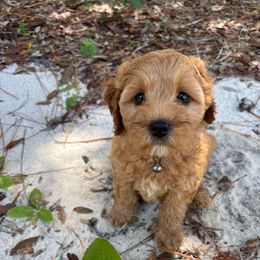 Cilantro - Red male Cavapoo puppy in Hawthorne, Florida from Loblolly Ranch