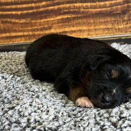 Boy 3 - Black tri male Miniature Australian Shepherd puppy in Sulphur, Louisiana from Triple J Aussies and Corgis