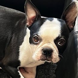LuLu - Boston Terrier