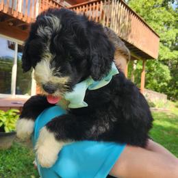 Truman - Black and white male Bernedoodle puppy in Columbia, Missouri from Silver Creek Pups