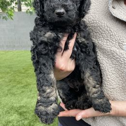 "Eyebrows" Goldendoodle Puppies from Simply Doodles Ojai