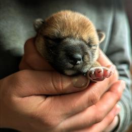 Rose - Red female Shiba Inu puppy in Jasper, New York from Cornerpost Shiba Inus