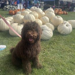 Australian Labradoodle Puppies from Aurora Australian Labradoodles