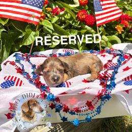 Liberty - Dapple female Dachshund puppy in Clarksdale, Mississippi from Bo Didley's Doxies