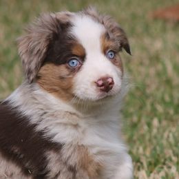 Miniature Australian Shepherd and Toy Australian Shepherd Puppies from TK Mini Aussies