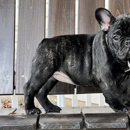 French Bulldogs from FairyTail Frenchies