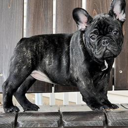 French Bulldogs from FairyTail Frenchies