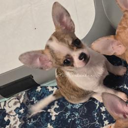 Chloe - Chocolate brindled fawn female Chihuahua puppy in El Paso, Texas from JVJ Chihuahua