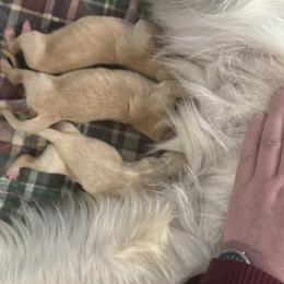 Alba - Golden male Golden Retriever puppy in Payette, Idaho from Stonewick Retrievers