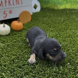 Black and Tan Smooth Female - Black and tan female Dachshund puppy in Killeen, Texas from Southern Dachshunds