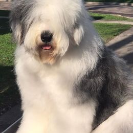 Old English Sheepdogs from Cheshire Old English Sheepdogs
