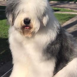 Old English Sheepdogs from Cheshire Old English Sheepdogs