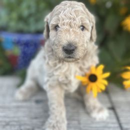 Goldendoodle Puppies from Jess’ Golden Doodles