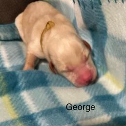 George - Yellow male Labrador Retriever puppy in Moses Lake, Washington from Kreger Lake Kennels