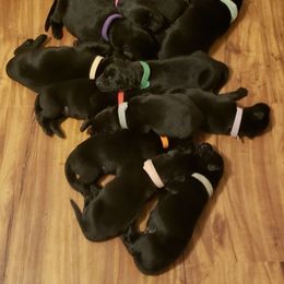 German Shepherd Puppies from Dwarven Acres