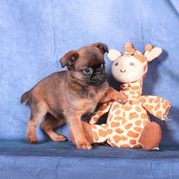 Brussels Griffon and Italian Greyhound Puppies from Adornare Kennels
