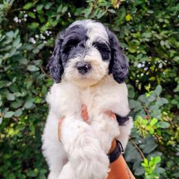 Montego - Parti male Goldendoodle puppy in Forest, Ohio from Mini Doodle Buddies
