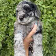 McSteamy - Merle male Whoodle puppy in Gilbert, Arizona from Gilbert Bernedoodles & Whoodles
