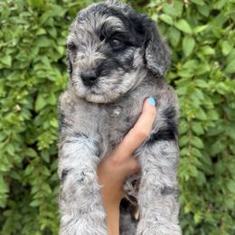McSteamy - Merle male Whoodle puppy in Gilbert, Arizona from Gilbert Bernedoodles & Whoodles