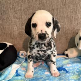 Jim Carrey - White and black male Dalmatian puppy in Newfoundland, Pennsylvania from Poconopaws