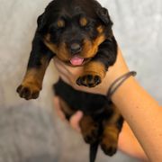 Grey Collar - Black and rust female Beauceron puppy in Amelia, Ohio from Fleur de Renard Beaucerons