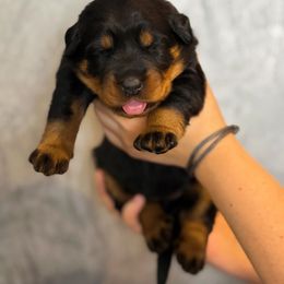 Grey Collar - Black and rust female Beauceron puppy in Amelia, Ohio from Fleur de Renard Beaucerons