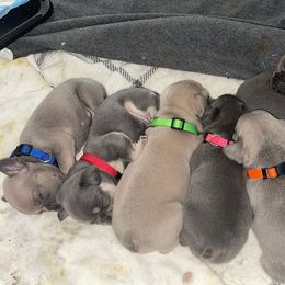 French Bulldog Puppies from Besters Frenchies