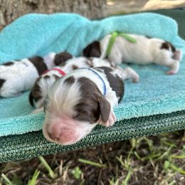 English Springer Spaniels from Sherrouse English Springer Spaniels