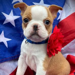 Shiloh - Black and white female Boston Terrier puppy in Rockville, Indiana from Blaze Of Glory Bostons & Frenchies