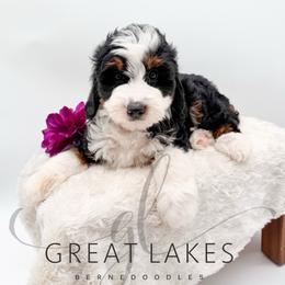 Mariposa - Tri-color female Bernedoodle puppy in Baroda, Michigan from Great Lakes Bernedoodles